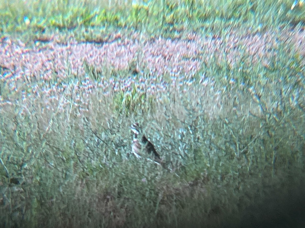 Killdeer - ML620103206