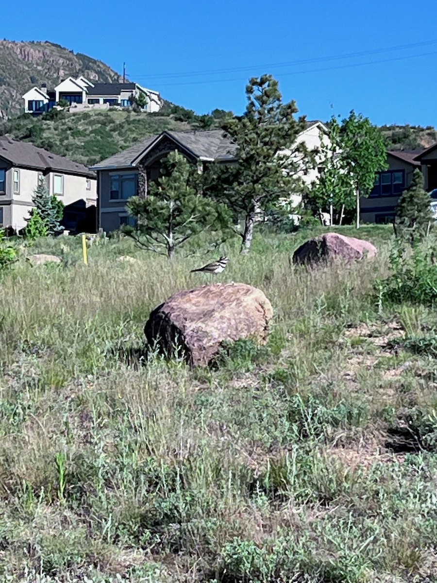 Killdeer - ML620103211