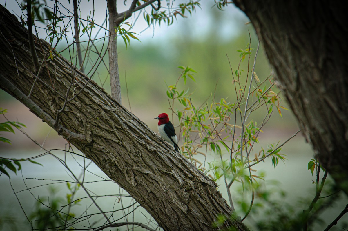 Red-headed Woodpecker - ML620103213