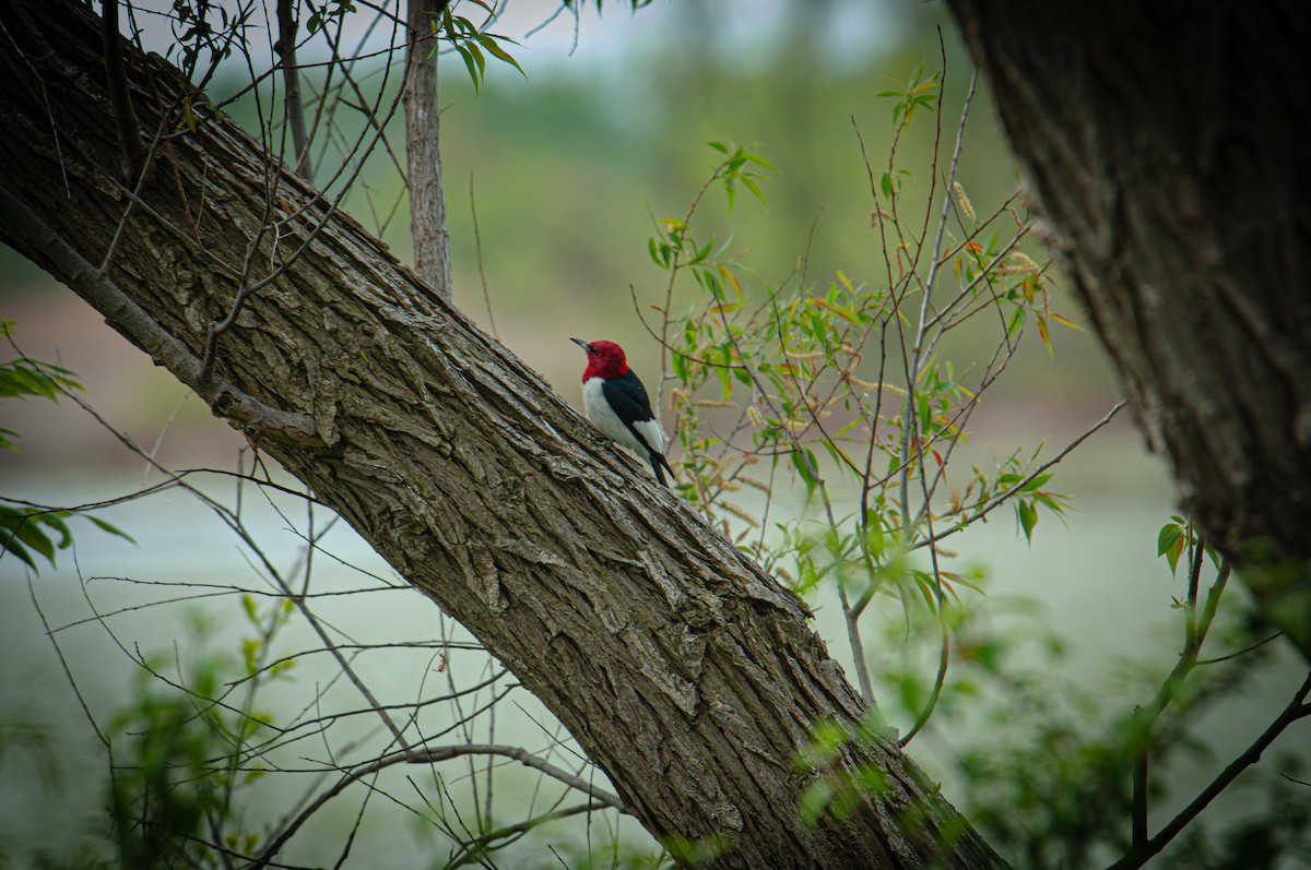 Red-headed Woodpecker - ML620103215