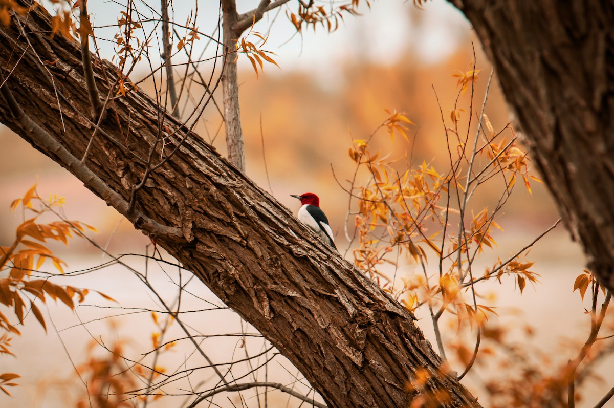 Red-headed Woodpecker - ML620103216