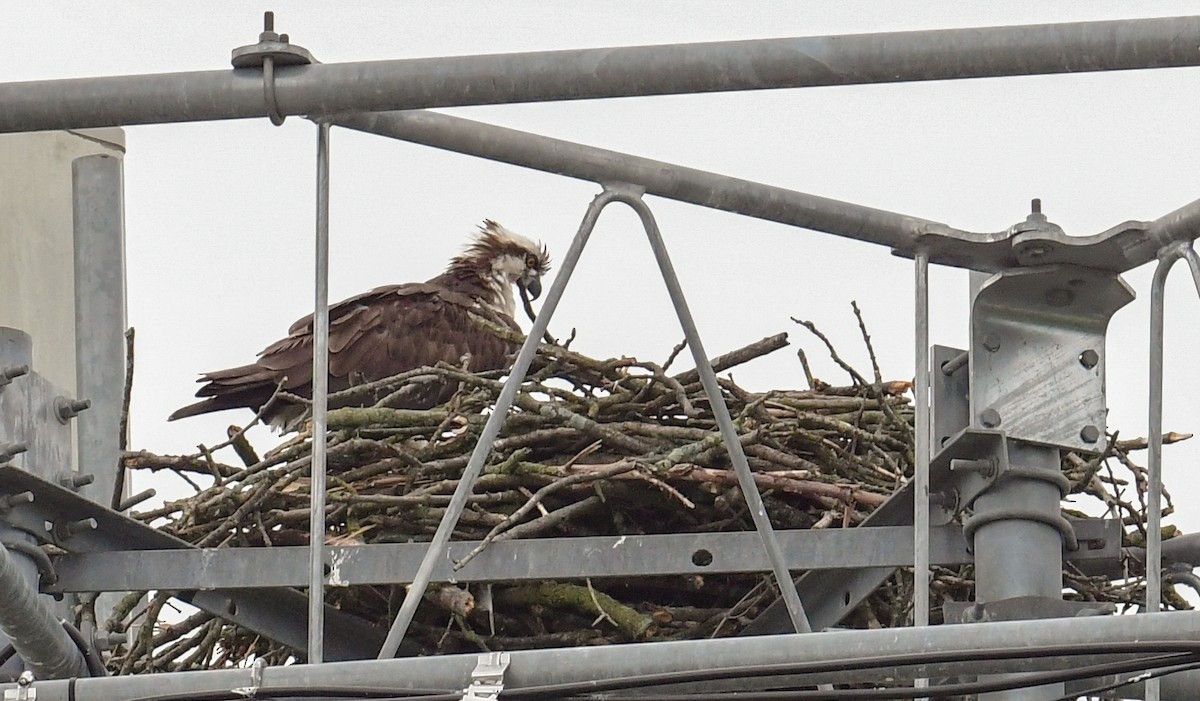 Osprey - ML620103217