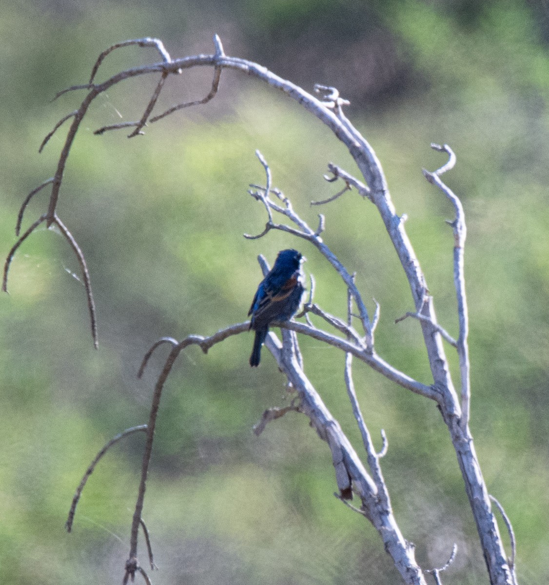 Blue Grosbeak - ML620103218