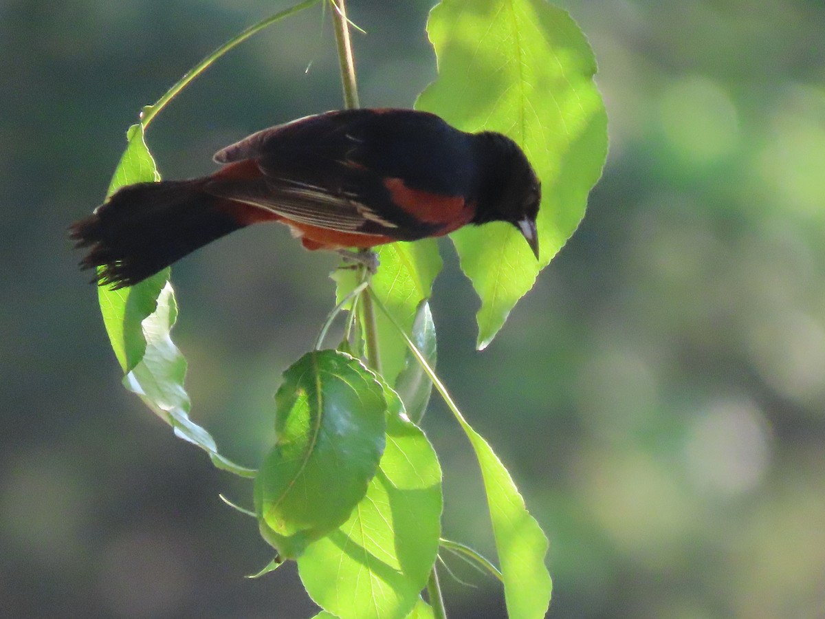 Orchard Oriole - ML620103221