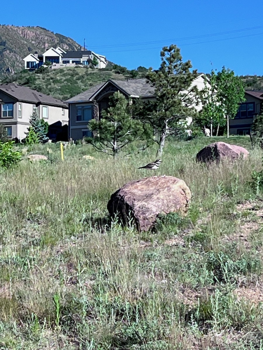 Killdeer - ML620103222