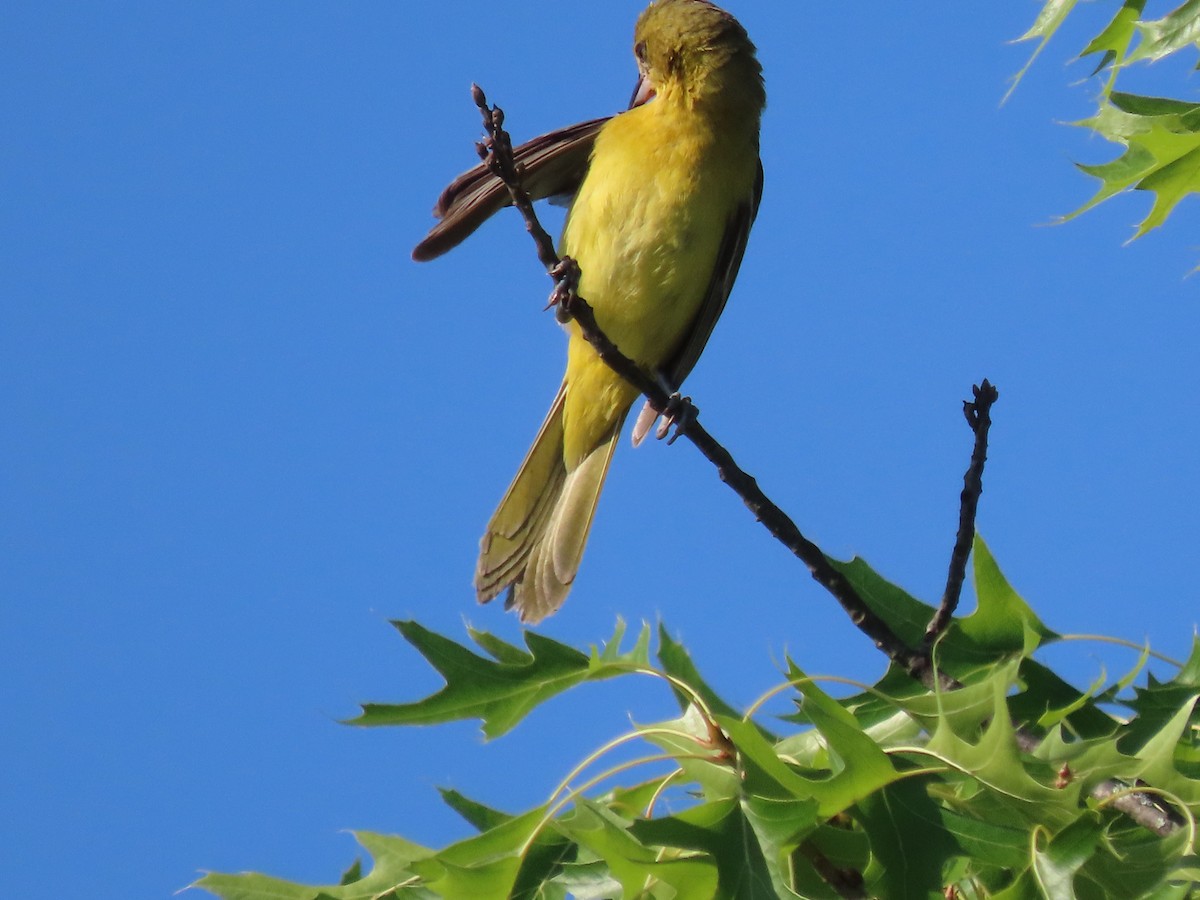 Orchard Oriole - ML620103223