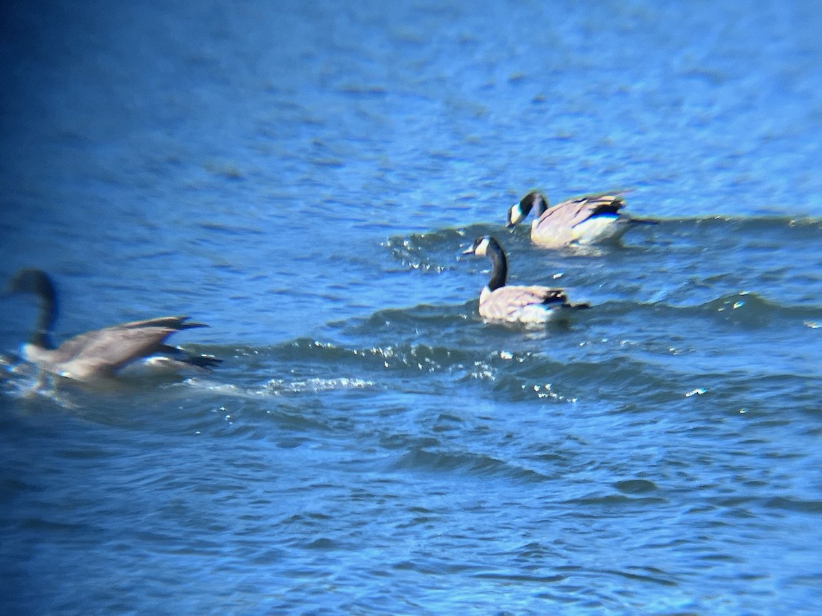 Canada Goose - ML620103225