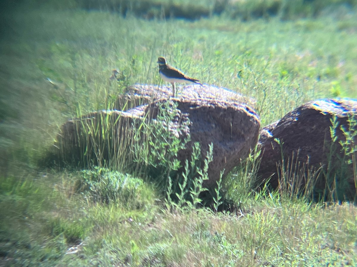 Killdeer - ML620103227