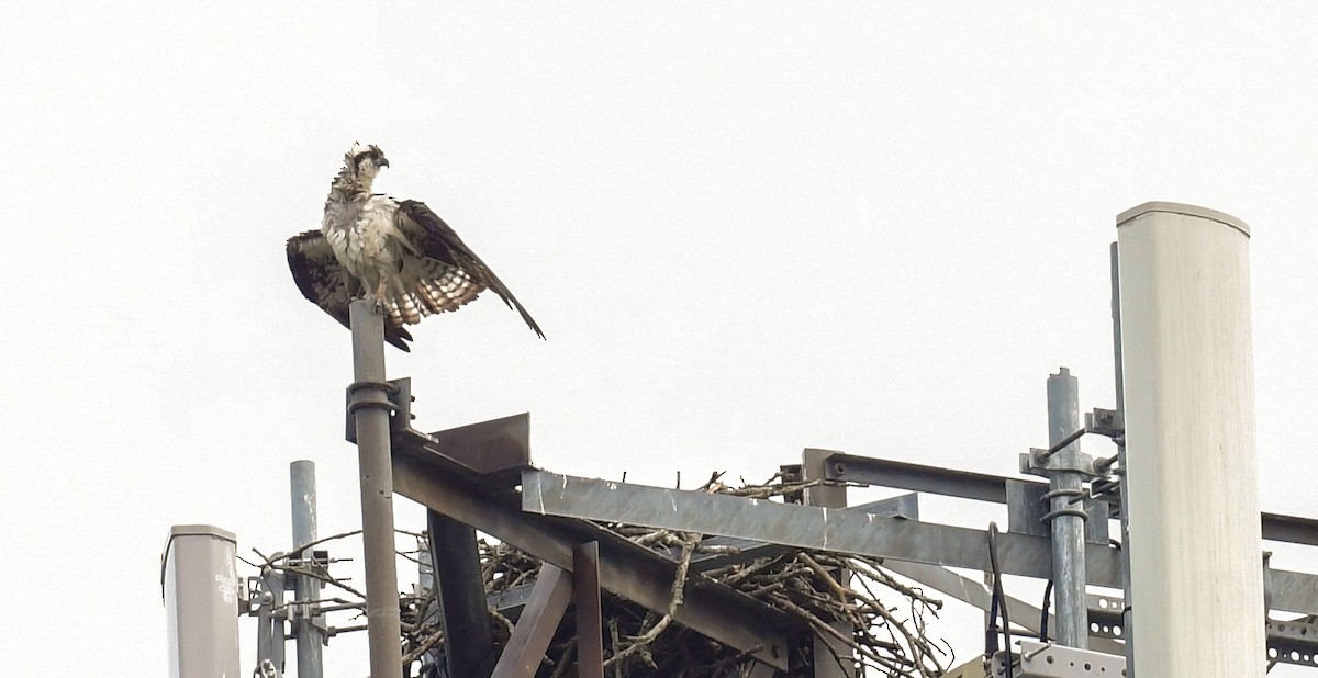 Osprey - ML620103228