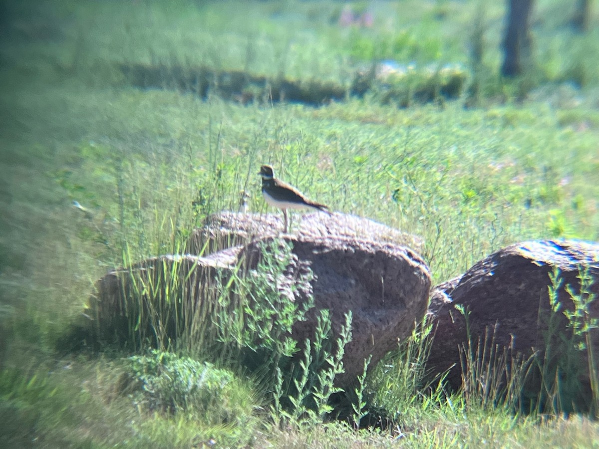Killdeer - ML620103231