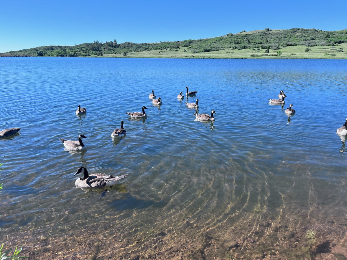 Canada Goose - ML620103236