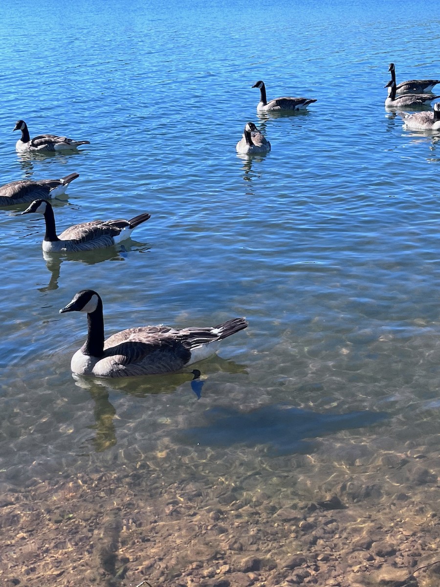 Canada Goose - ML620103238