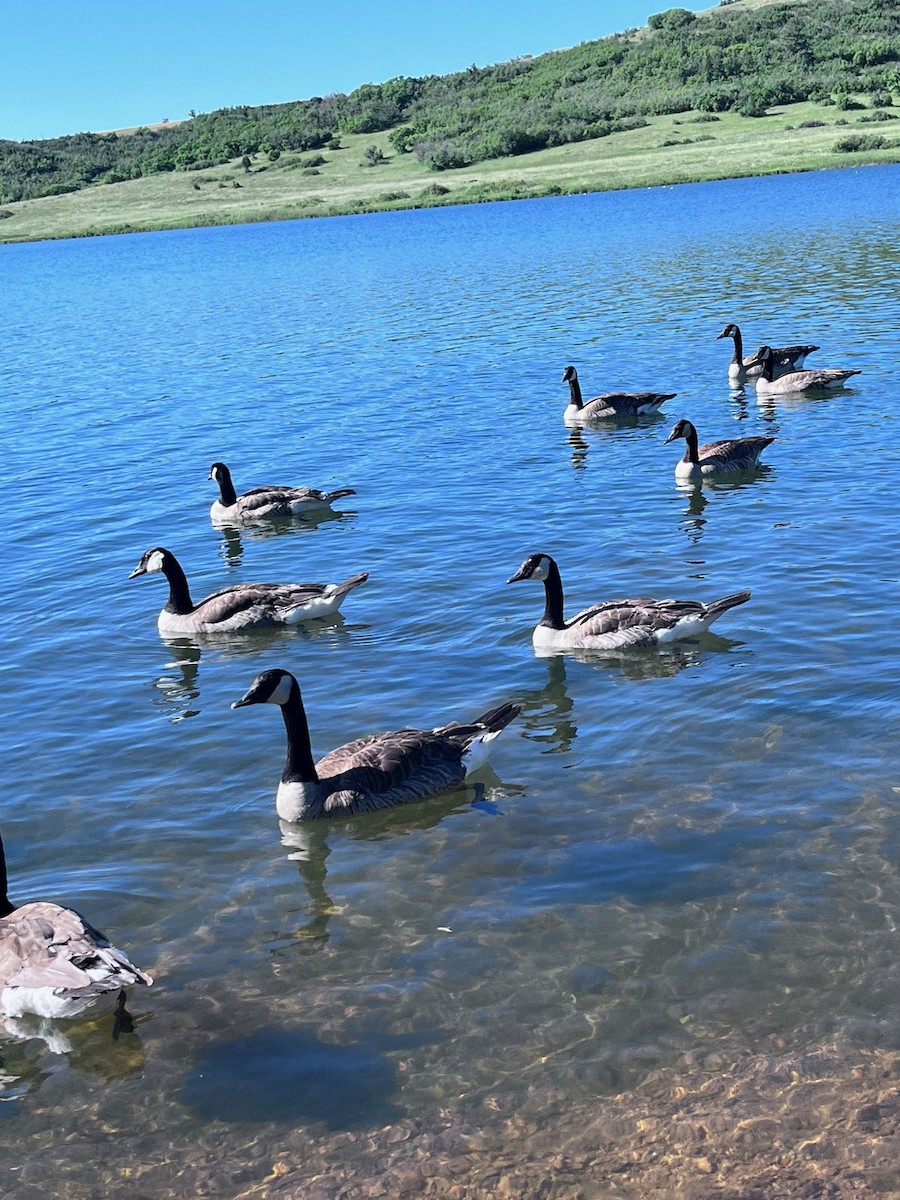 Canada Goose - ML620103241