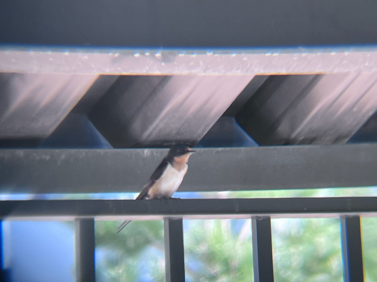 Barn Swallow - ML620103248