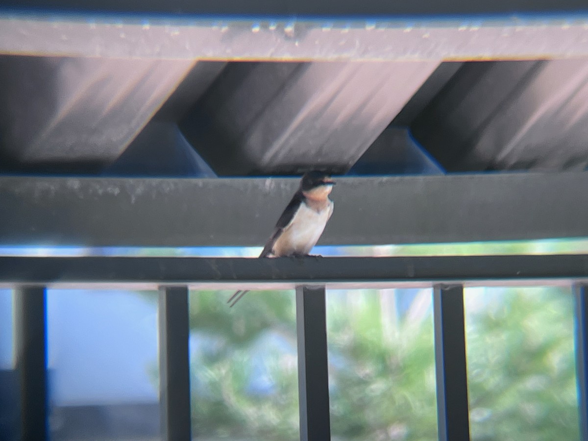 Barn Swallow - ML620103250