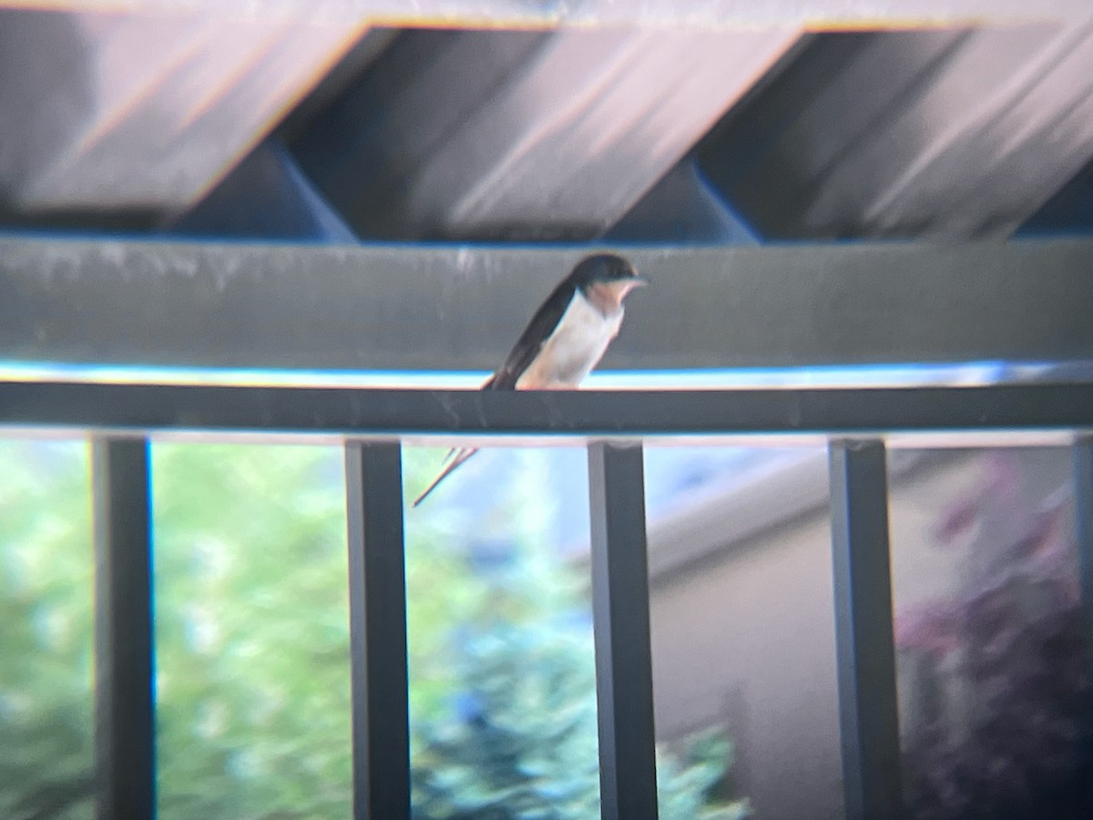 Barn Swallow - ML620103252