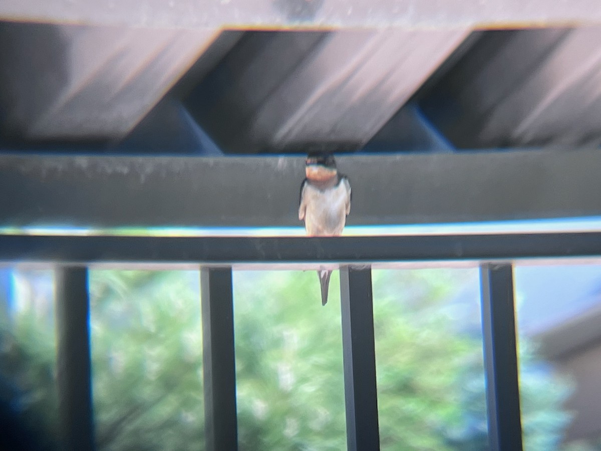 Barn Swallow - ML620103261