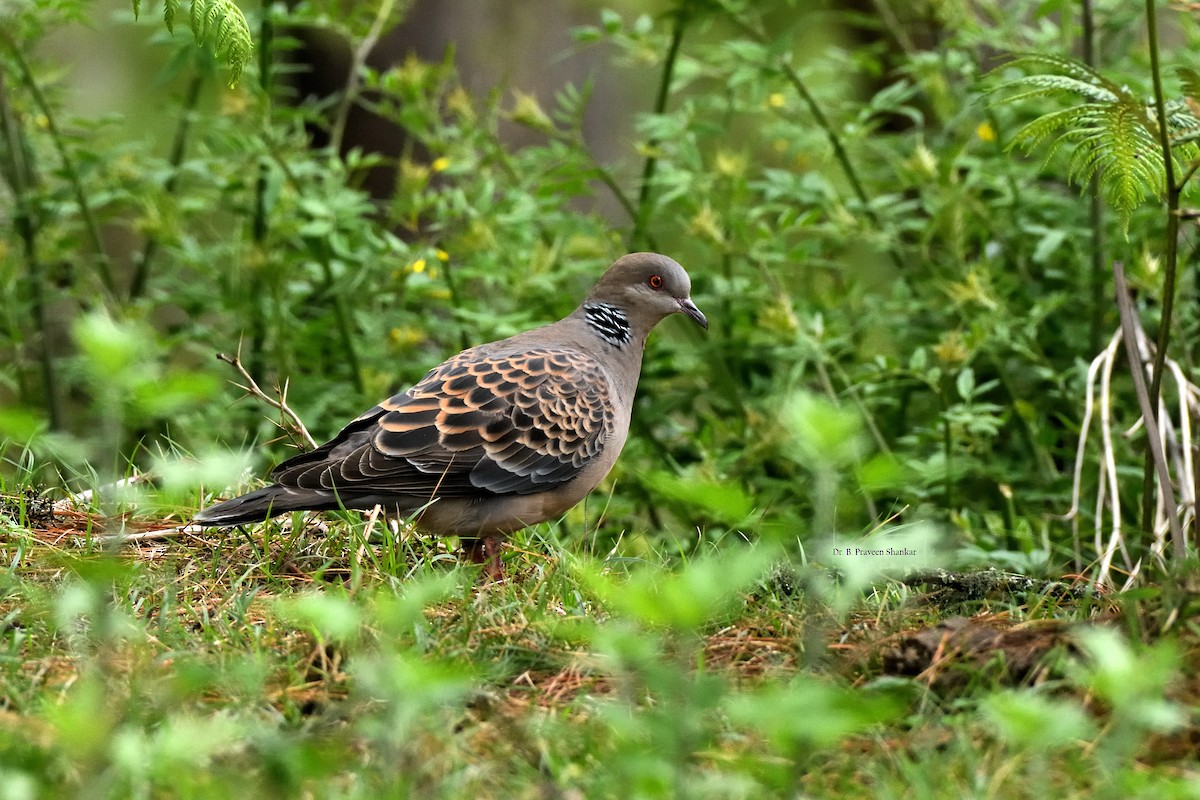 Oriental Turtle-Dove - ML620103273