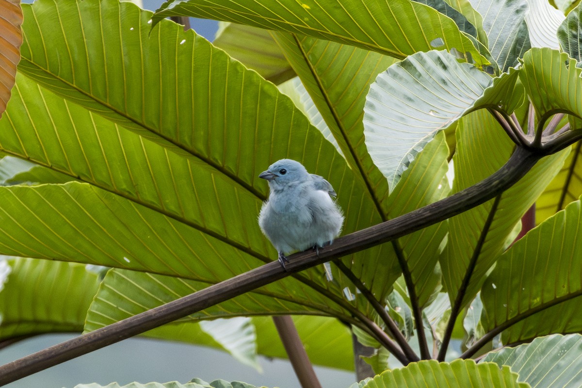 Blue-gray Tanager - ML620103274