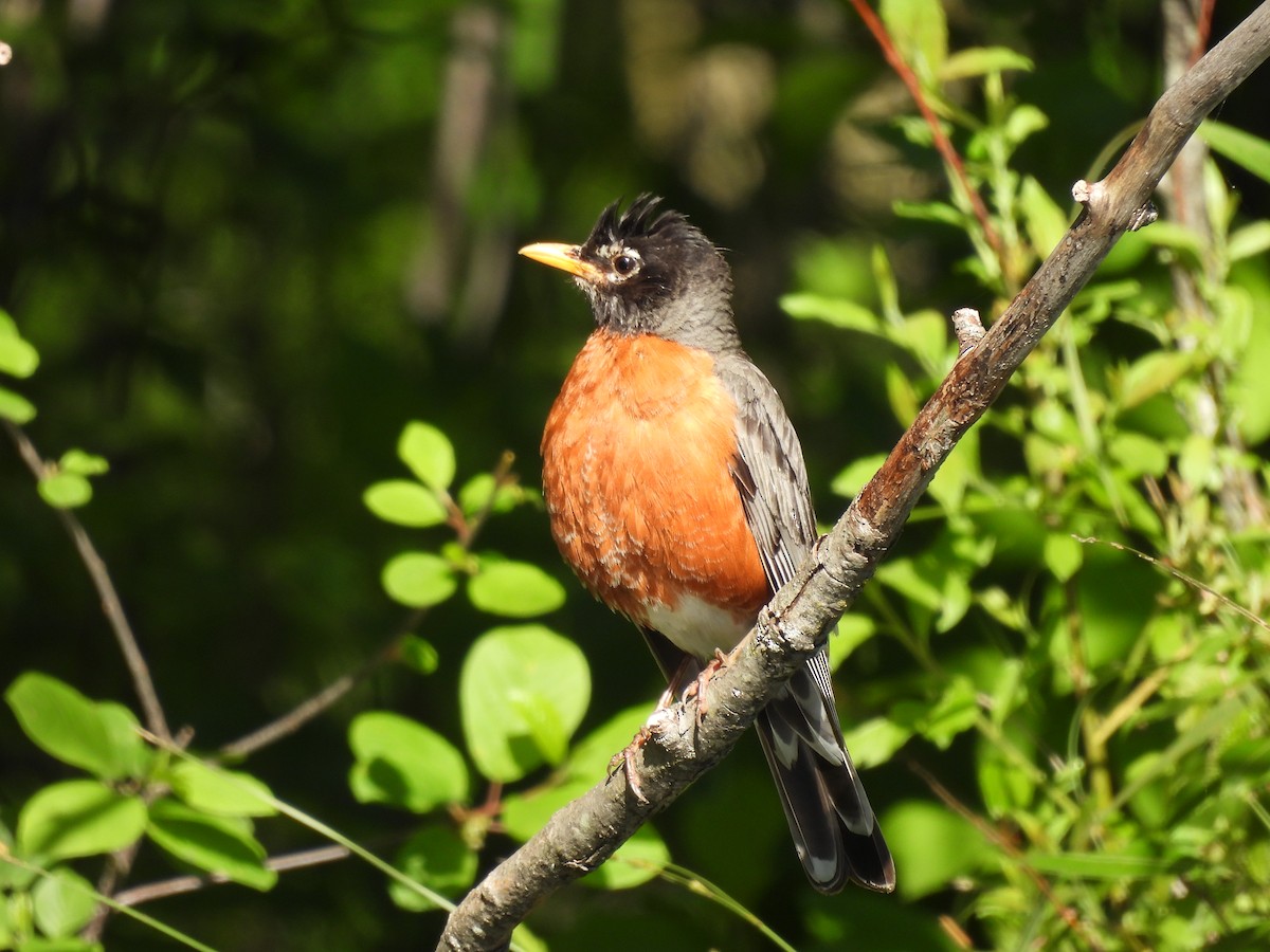 American Robin - ML620103287