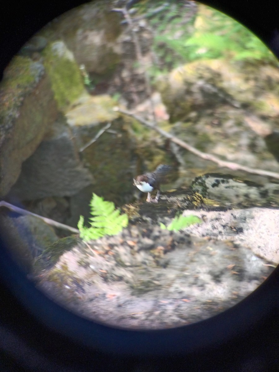 White-throated Dipper - ML620103289