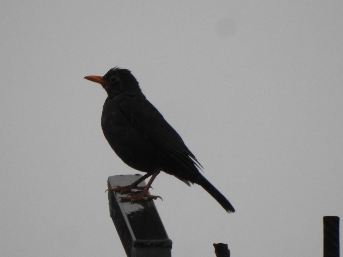 Indian Blackbird - ML620103293