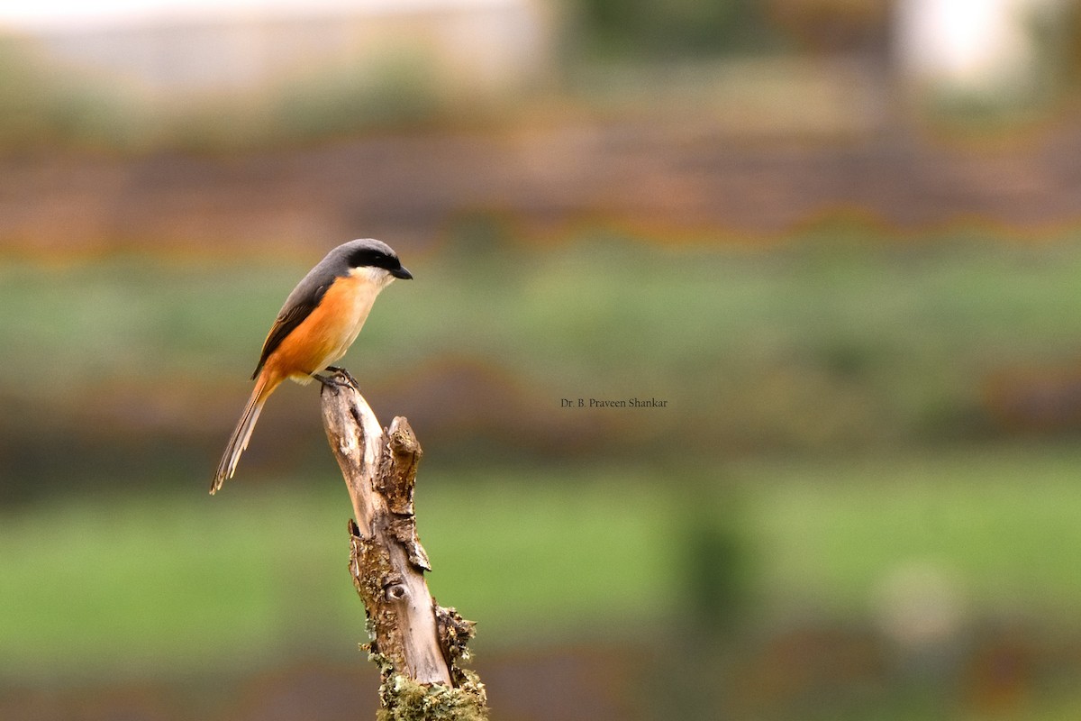 Gray-backed Shrike - ML620103302