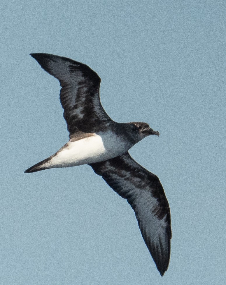 Trindade Petrel - ML620103319