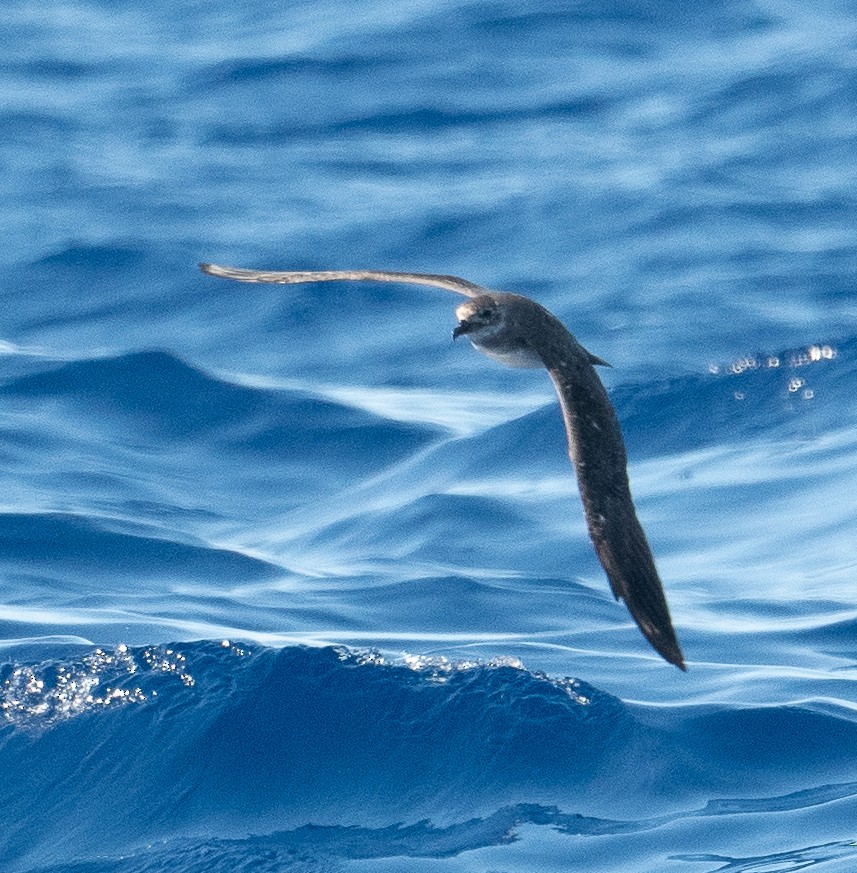 Trindade Petrel - ML620103321