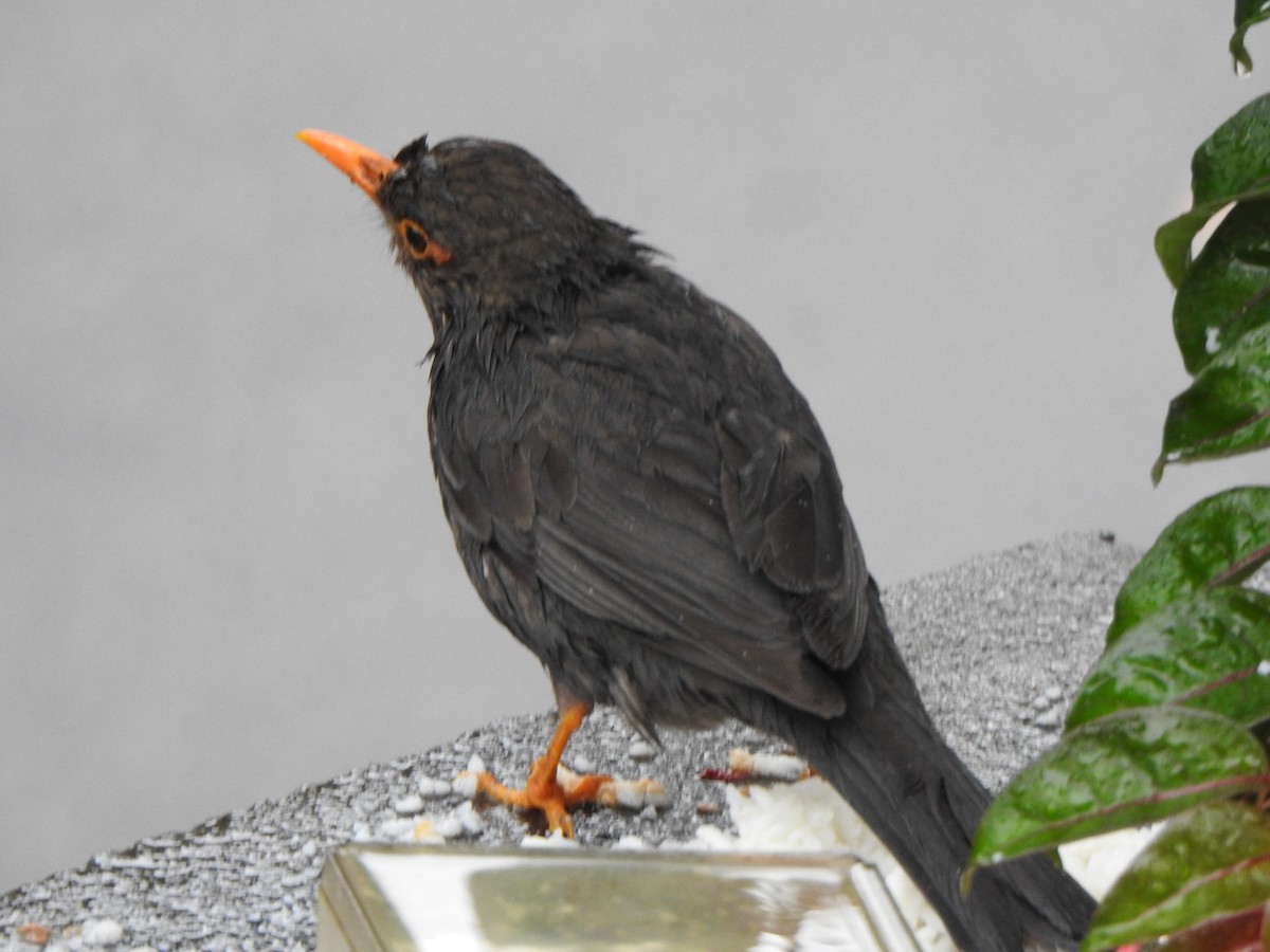 Indian Blackbird - ML620103335