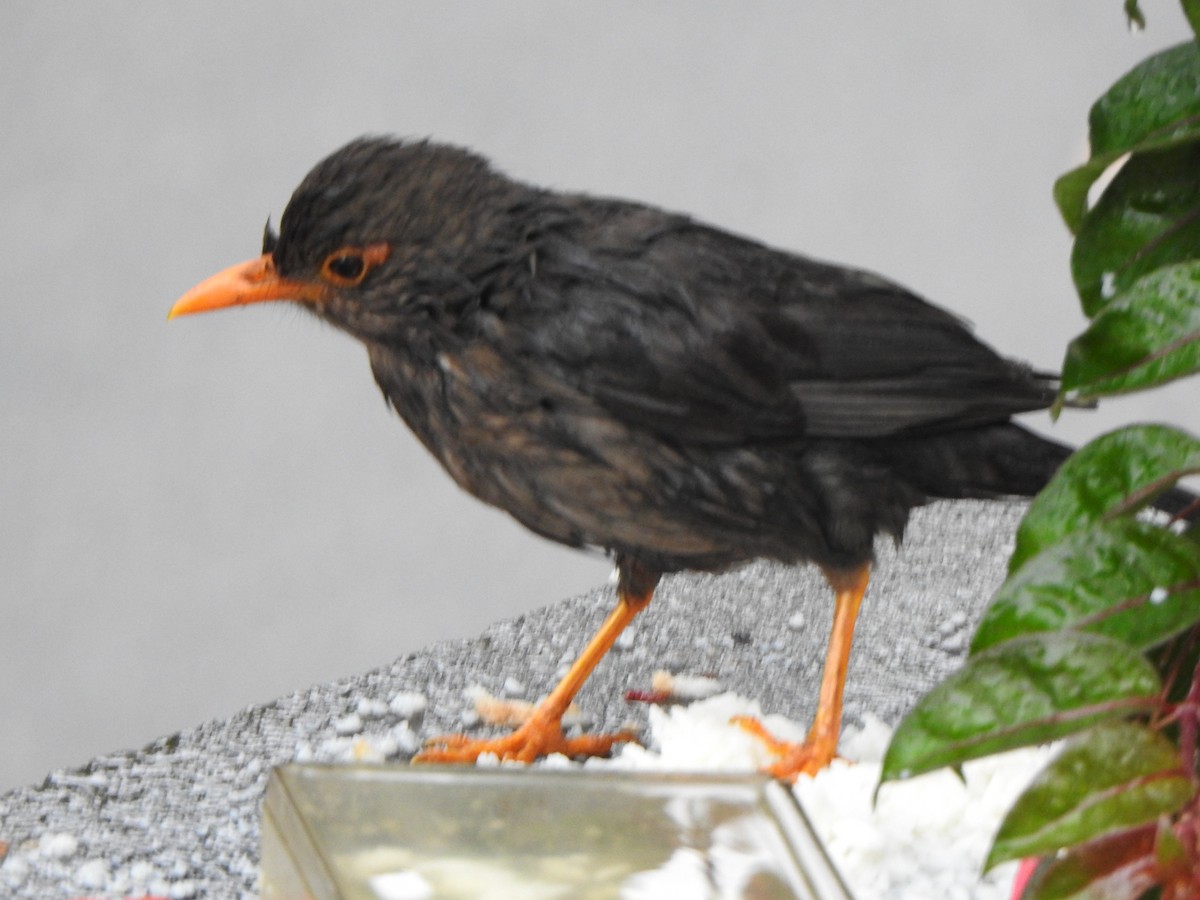 Indian Blackbird - ML620103336