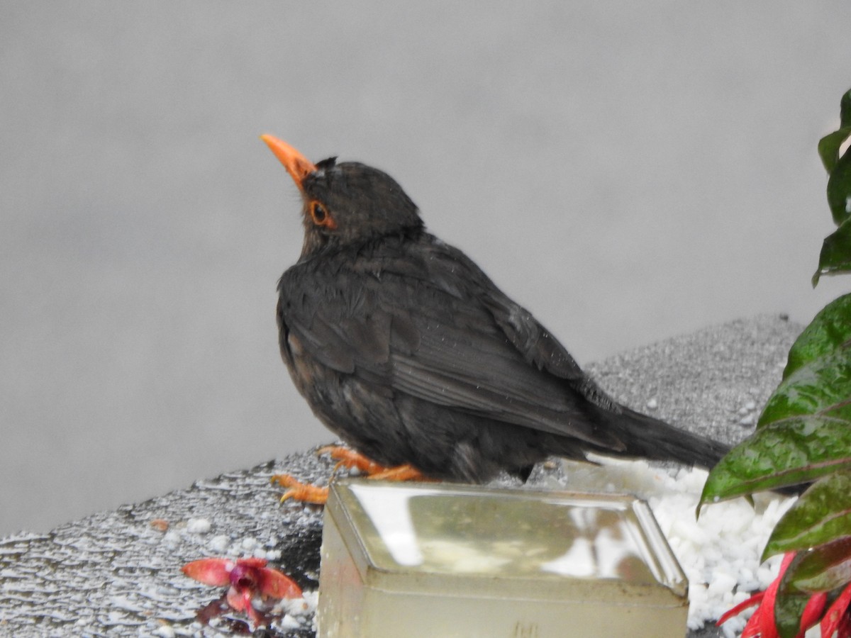 Indian Blackbird - ML620103337