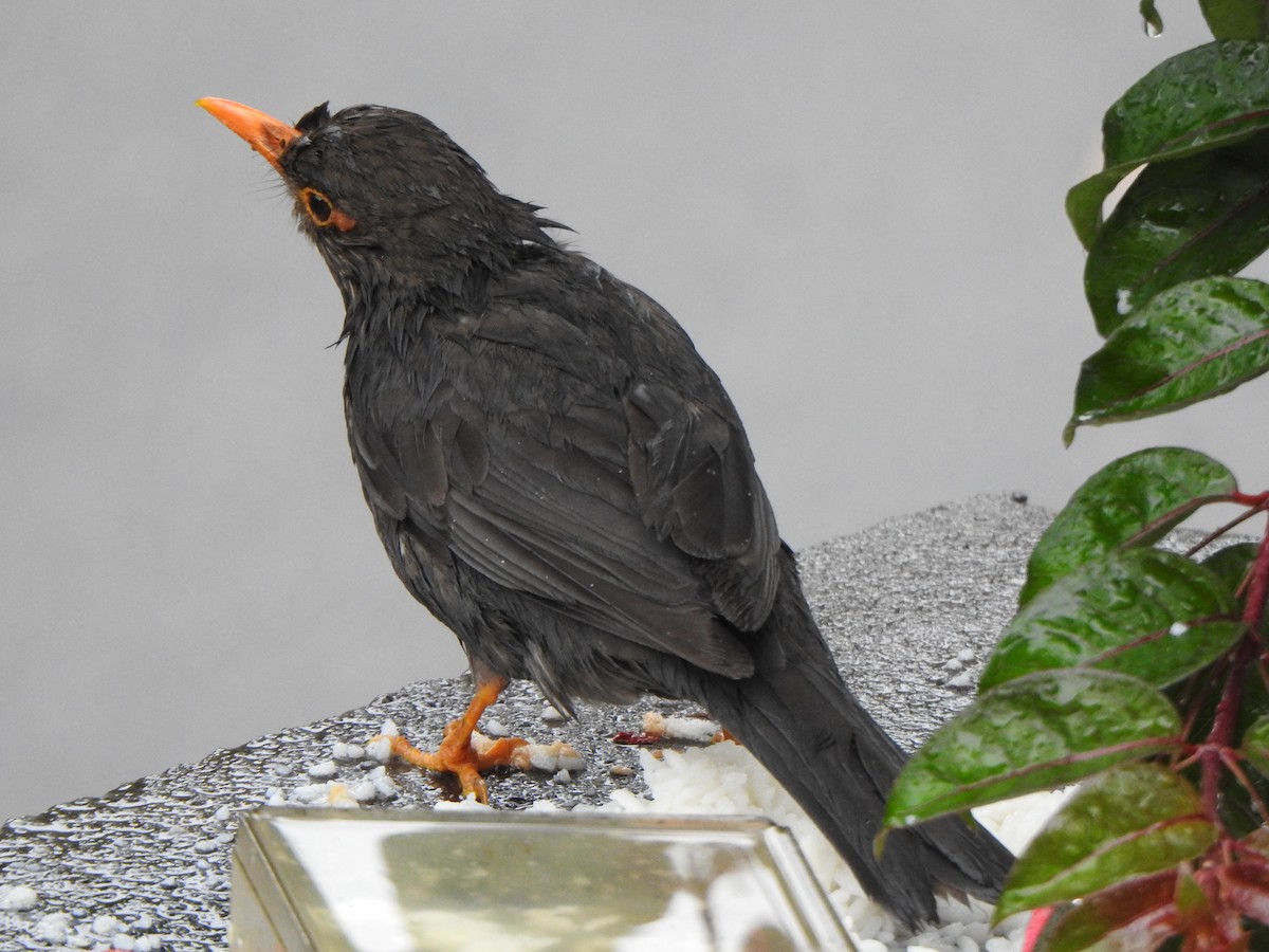 Indian Blackbird - ML620103339