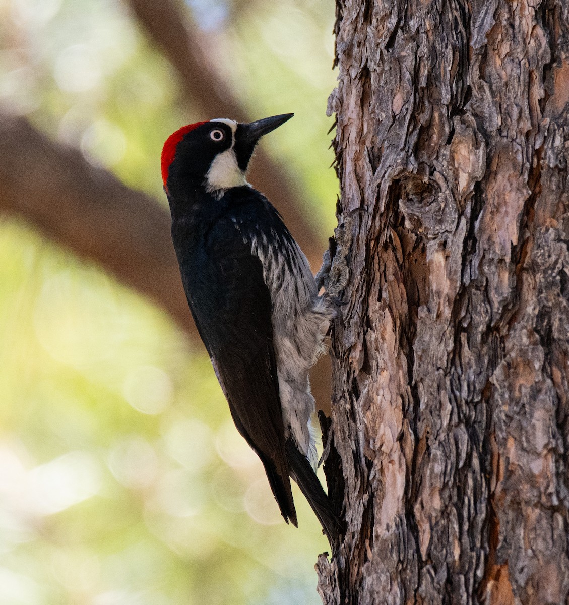 Acorn Woodpecker - ML620103353