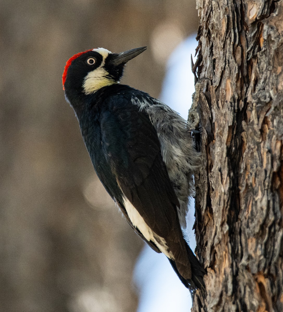 Acorn Woodpecker - ML620103354