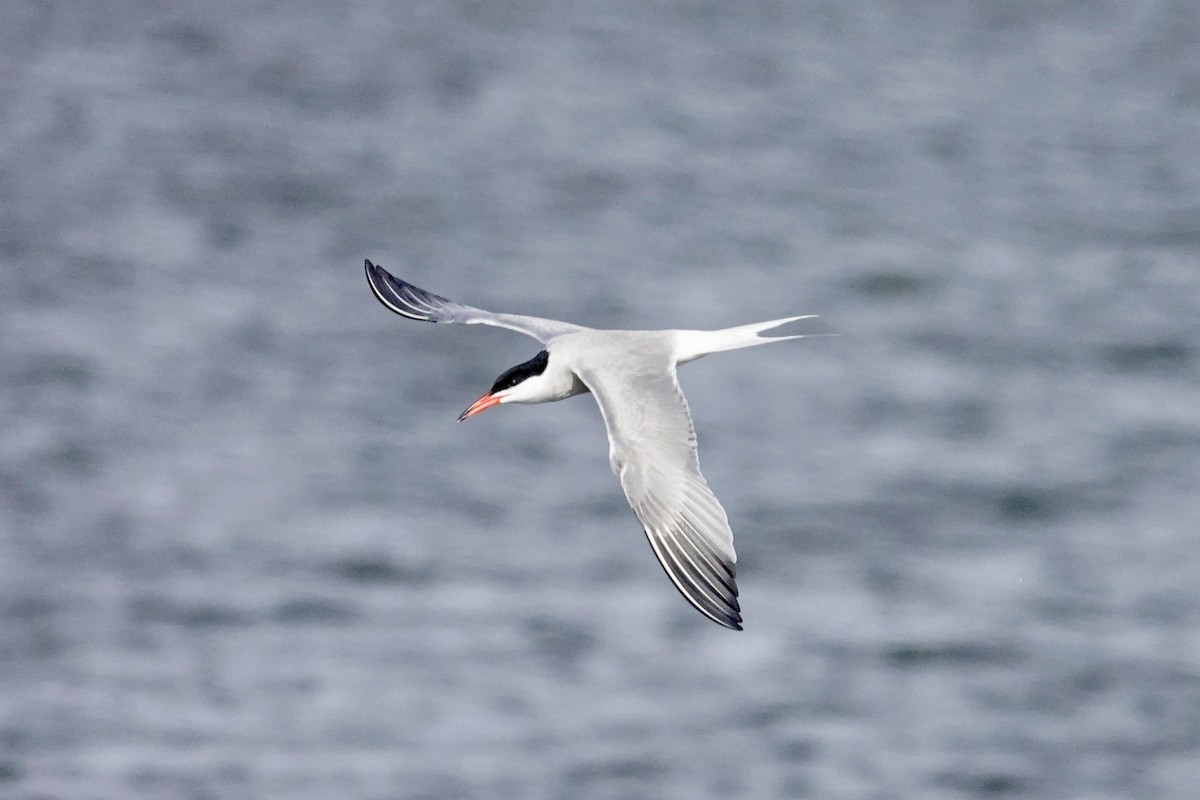 Common Tern - ML620103369