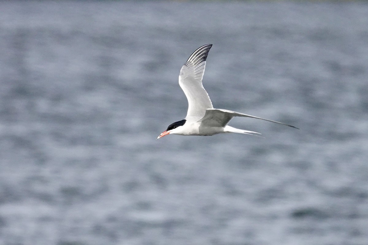 Common Tern - ML620103370