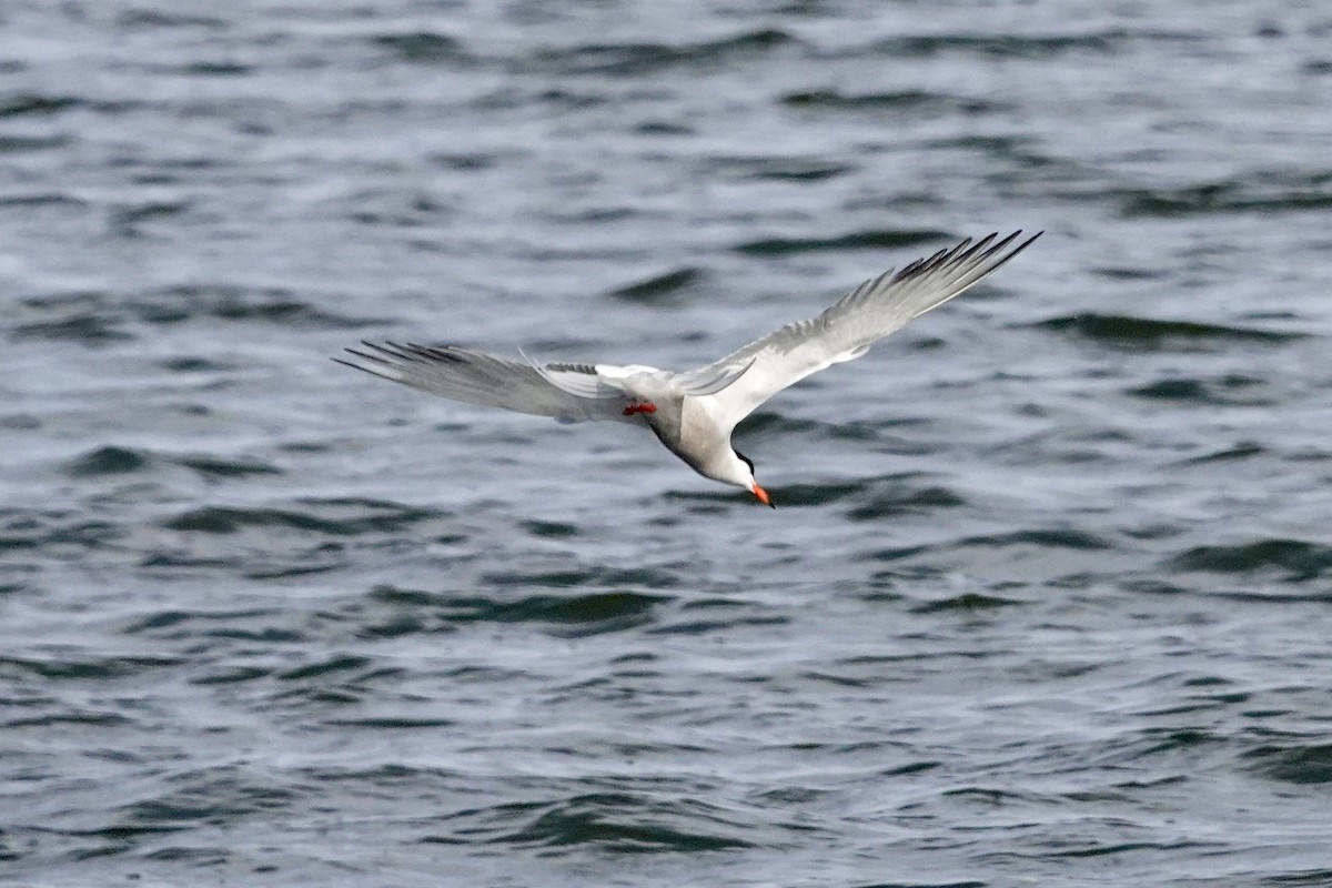 Common Tern - ML620103371