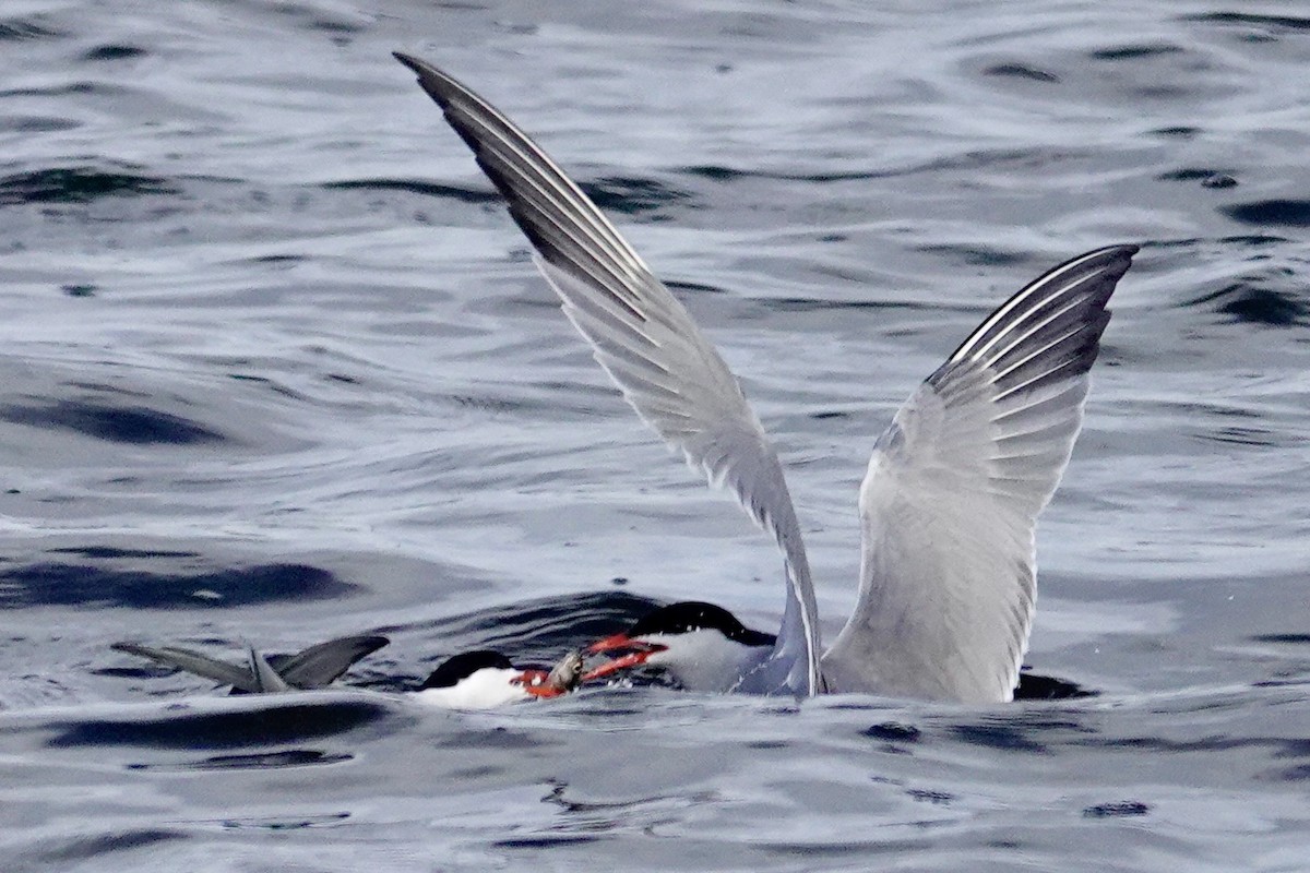 Common Tern - ML620103372