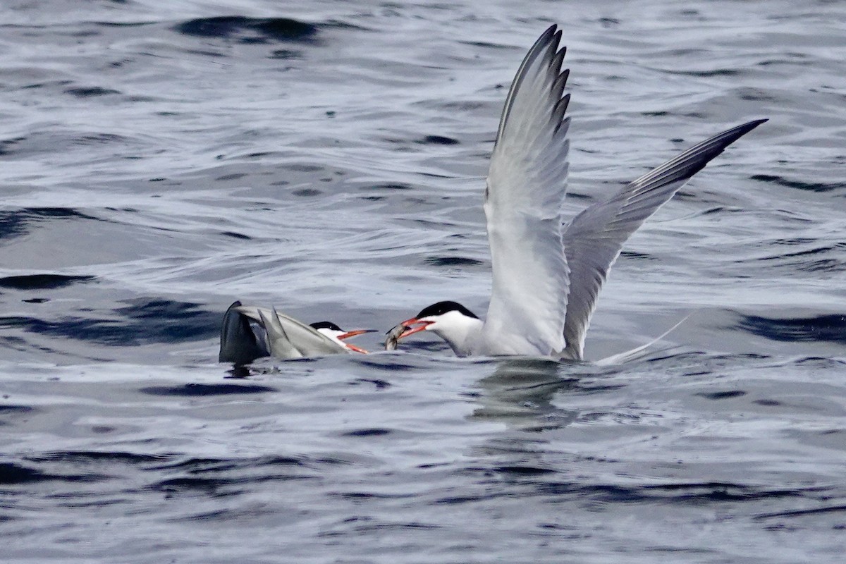 Common Tern - ML620103373