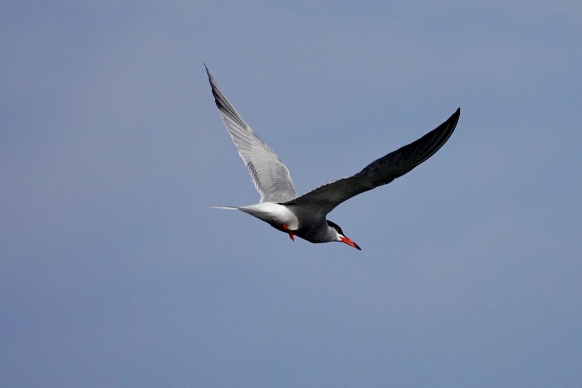 Common Tern - ML620103374