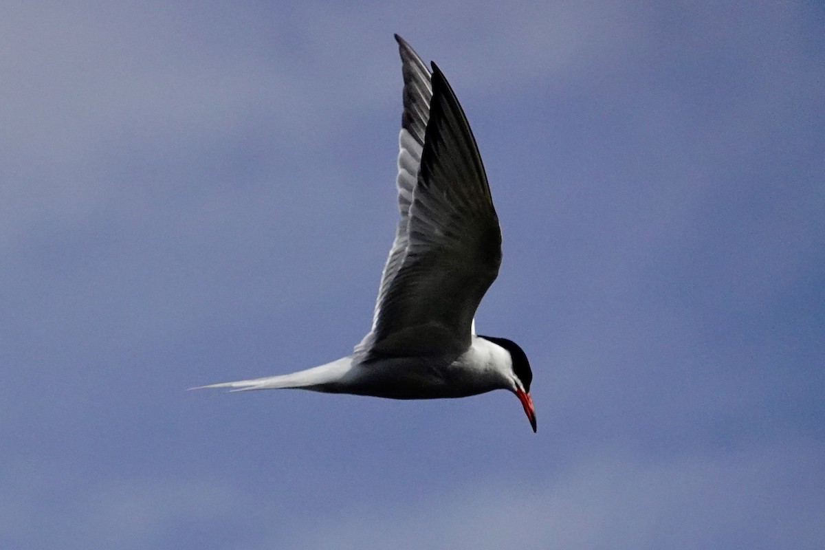 Common Tern - ML620103375