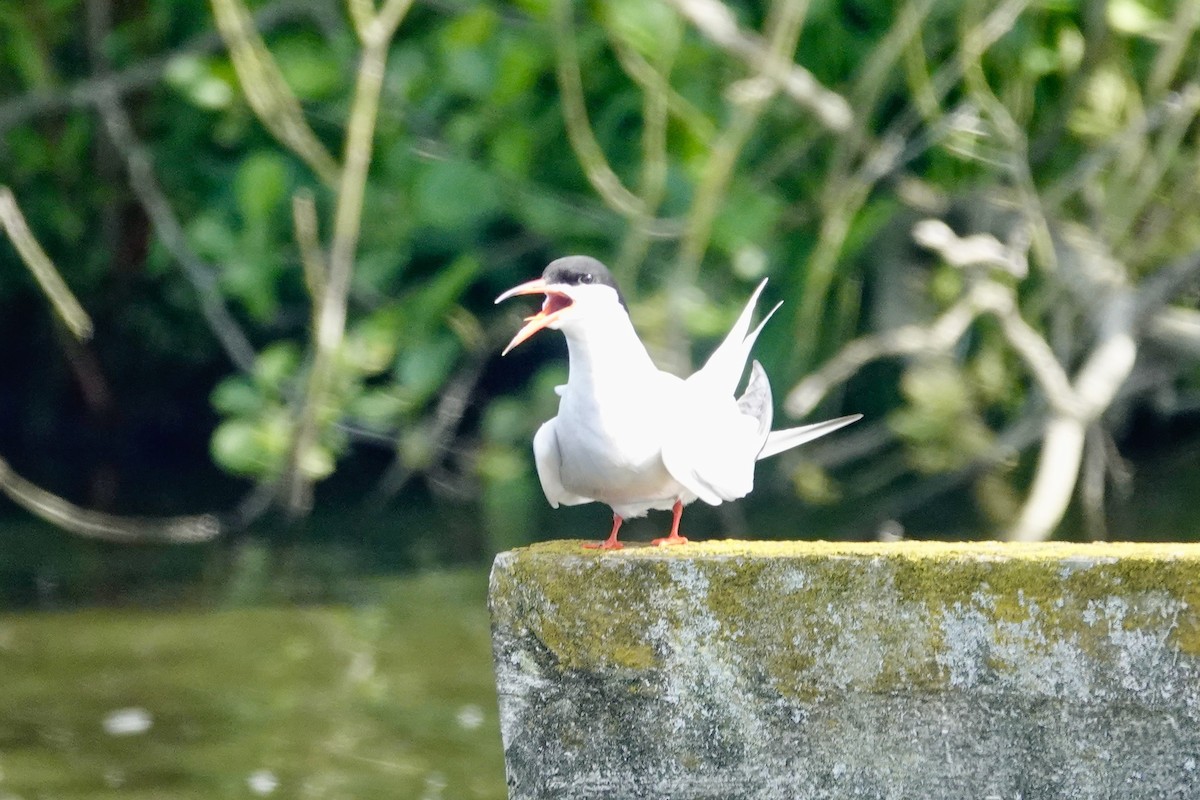 Common Tern - ML620103376