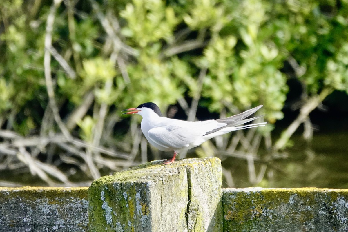Common Tern - ML620103377