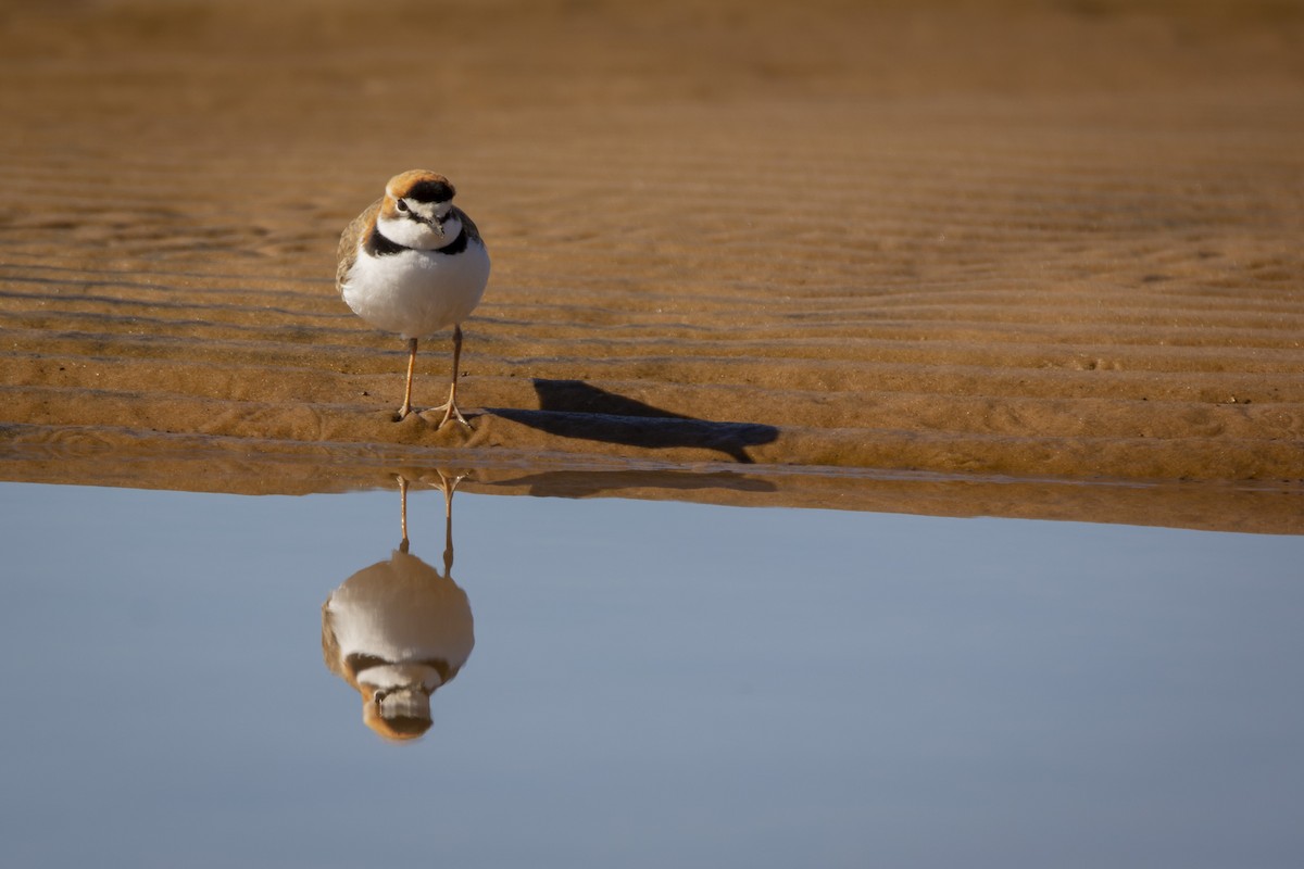 Collared Plover - ML620103379