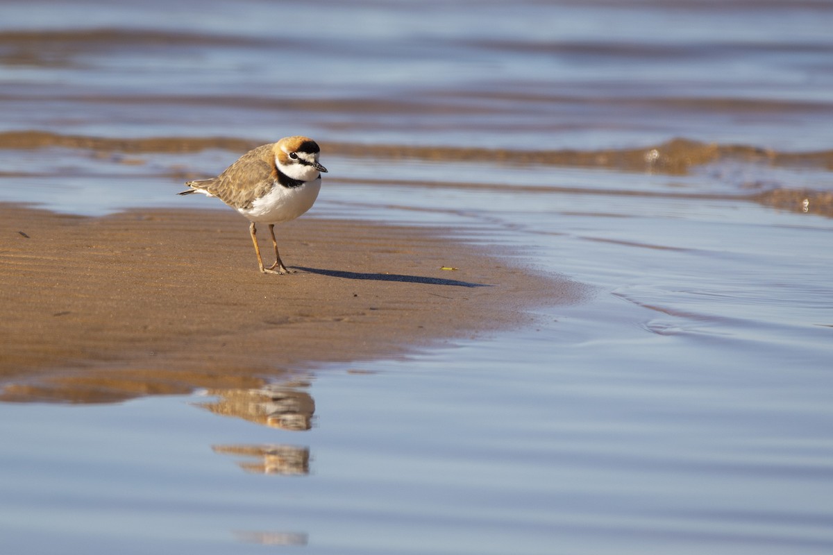 Collared Plover - ML620103380