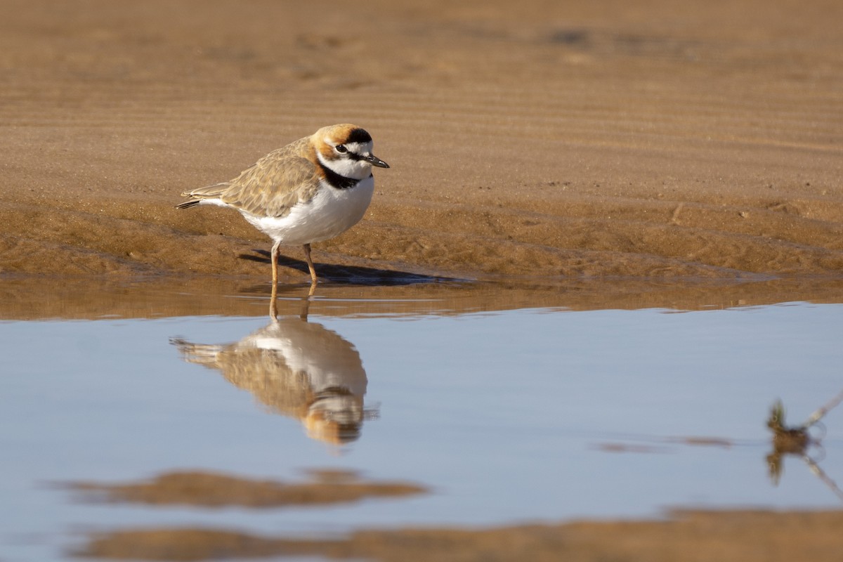 Collared Plover - ML620103381