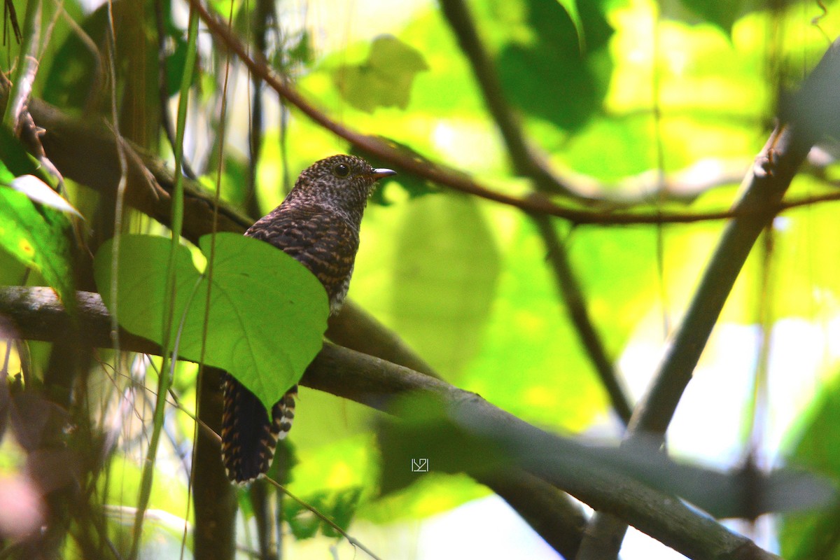 Brush Cuckoo (Sunda) - ML620103395