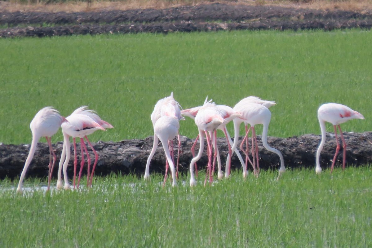 Flamingo - ML620103401