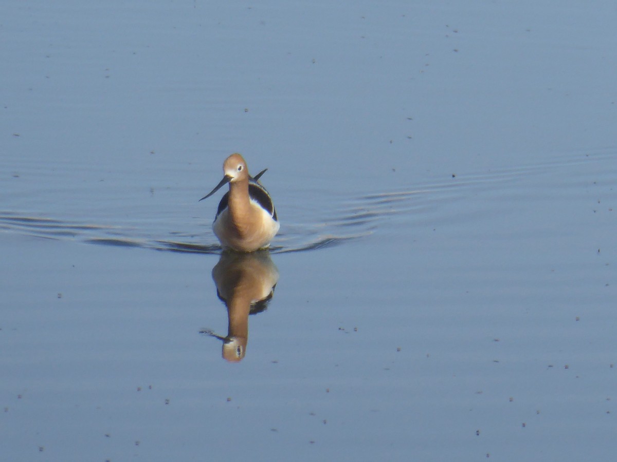 Avocette d'Amérique - ML620103402